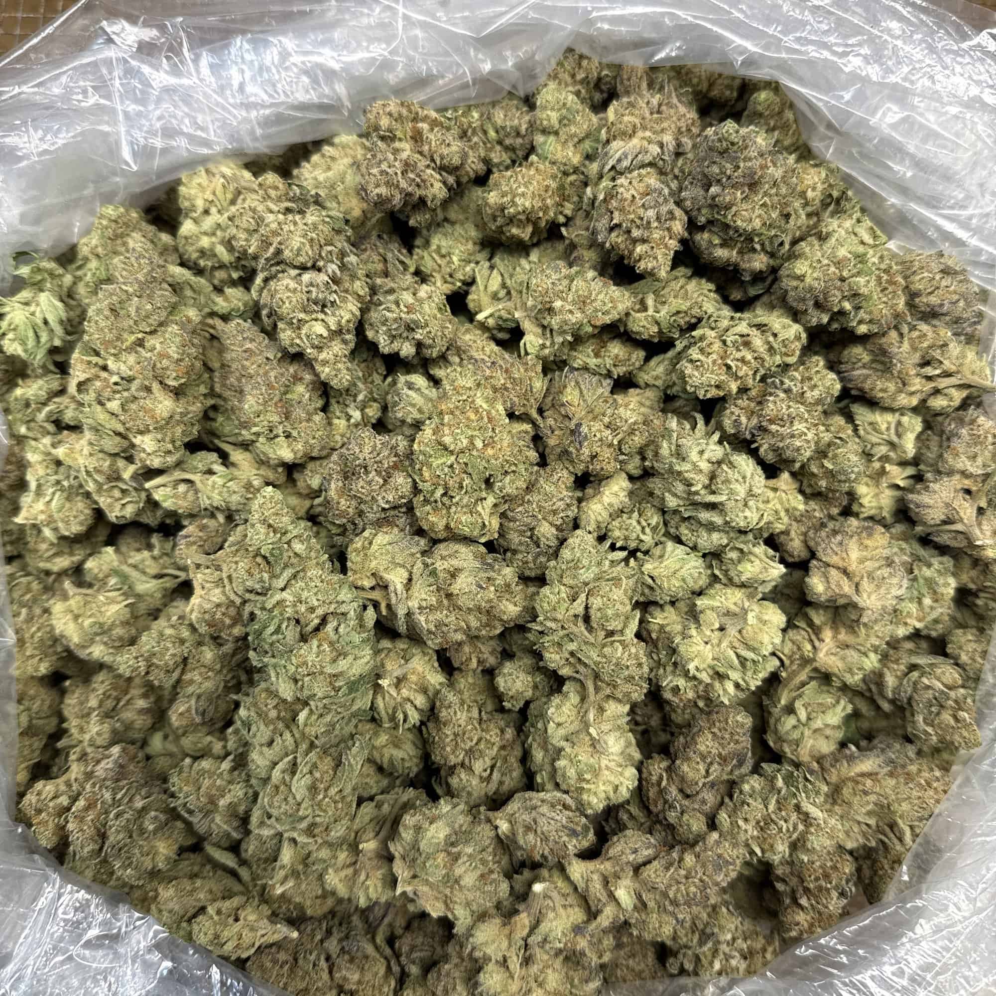 Gelato 41 THCA Flower